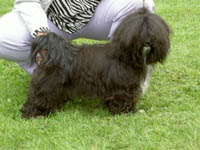 Alize